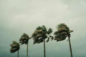 Hurricane palm trees