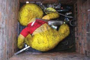 Winnie At East Kilbride